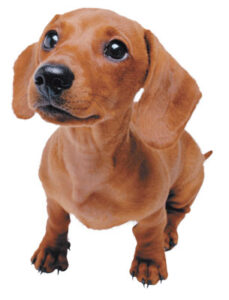 Pet Corner Image